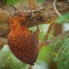 Datel rezavy - Micropternus Celeus Picus brachyurus - Rufous Woodpecker 7141